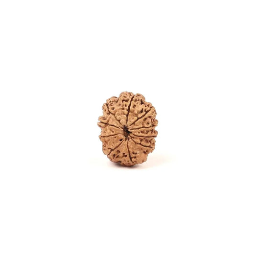 Authentic brown Rudraksha bead with natural textures on a white background