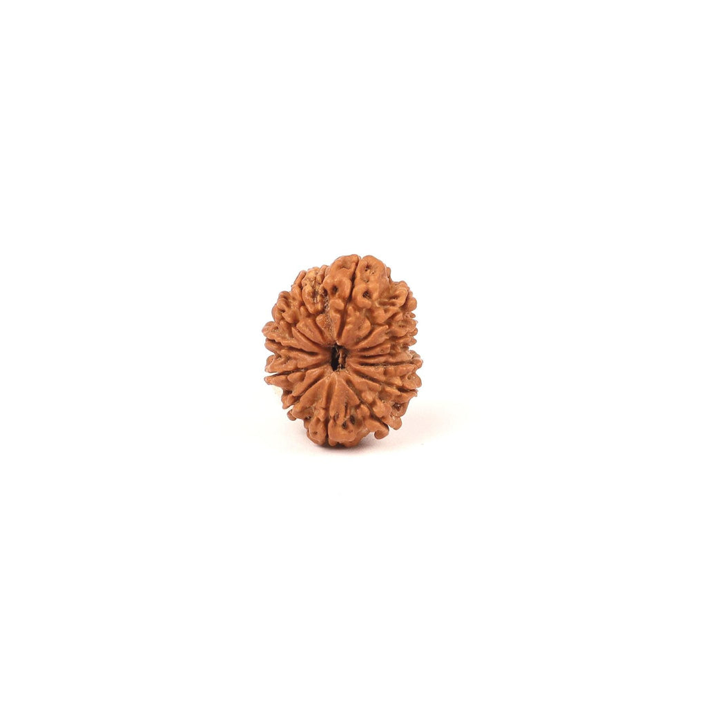 Nepali 14 Face Rudraksha Bead: Saturn & Hanuman Blessing