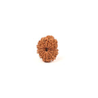 Nepali 14 Face Rudraksha Bead: Saturn & Hanuman Blessing