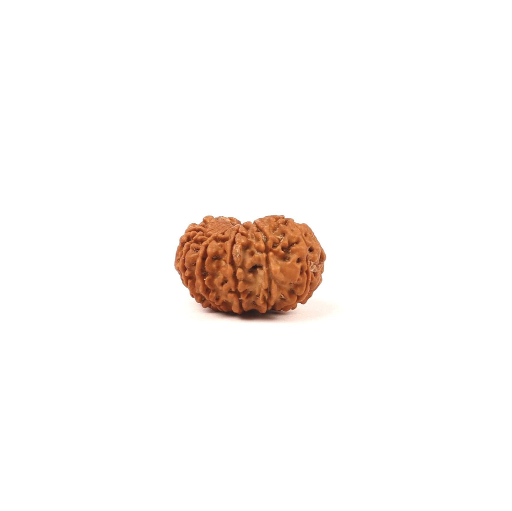 Nepali 14 Face Rudraksha Bead: Saturn & Hanuman Blessing