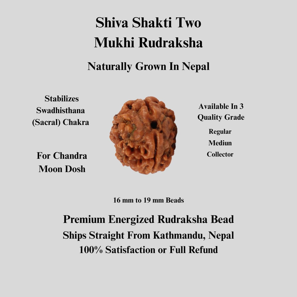 Shiva Shakti 2 Face Rudraksha Bead, Nepal Origin Large Beads