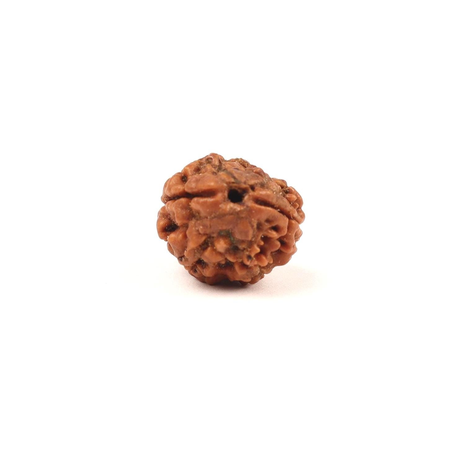 Shiva Shakti 2 Face Rudraksha Bead, Nepal Origin Large Beads