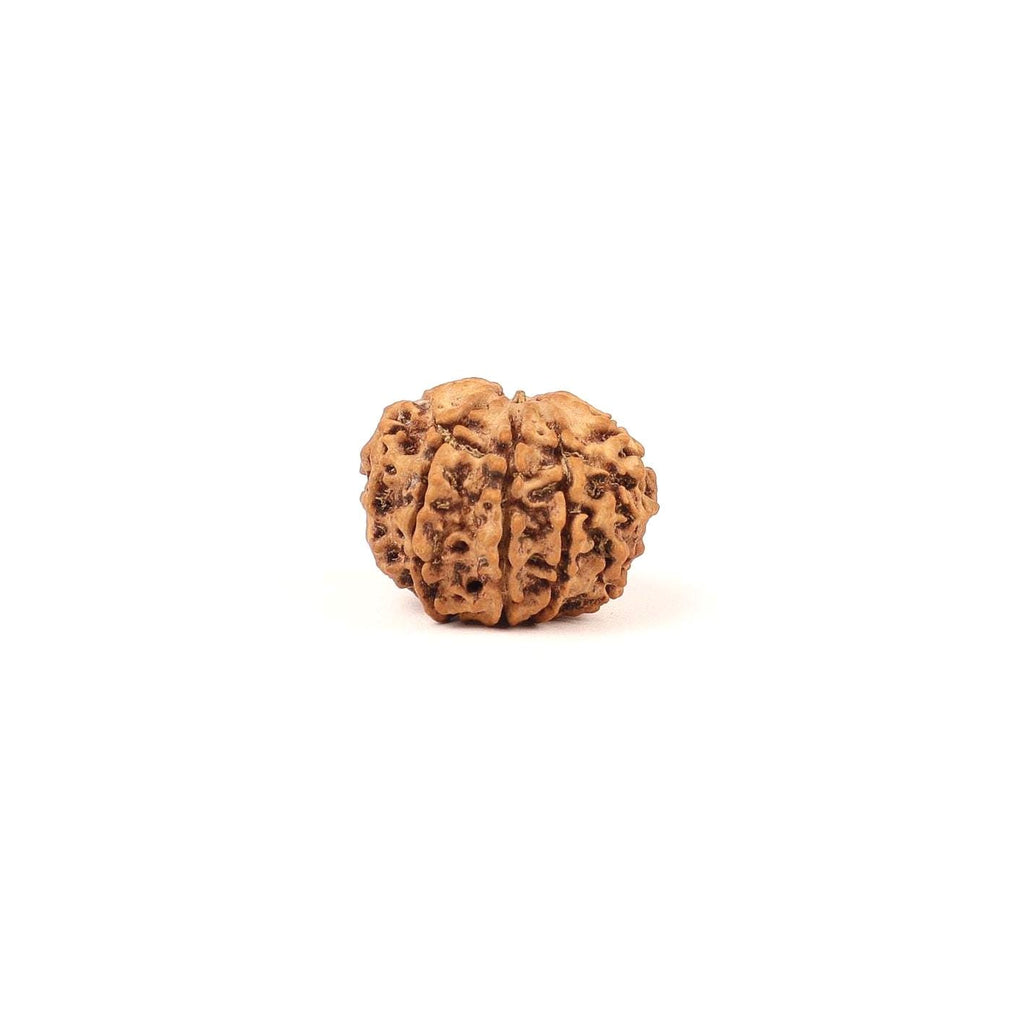 9 Mukhi Ma Dura Rudraksha Bead, Related To Sahasrara Crown Chakra, For Ketu Dosha