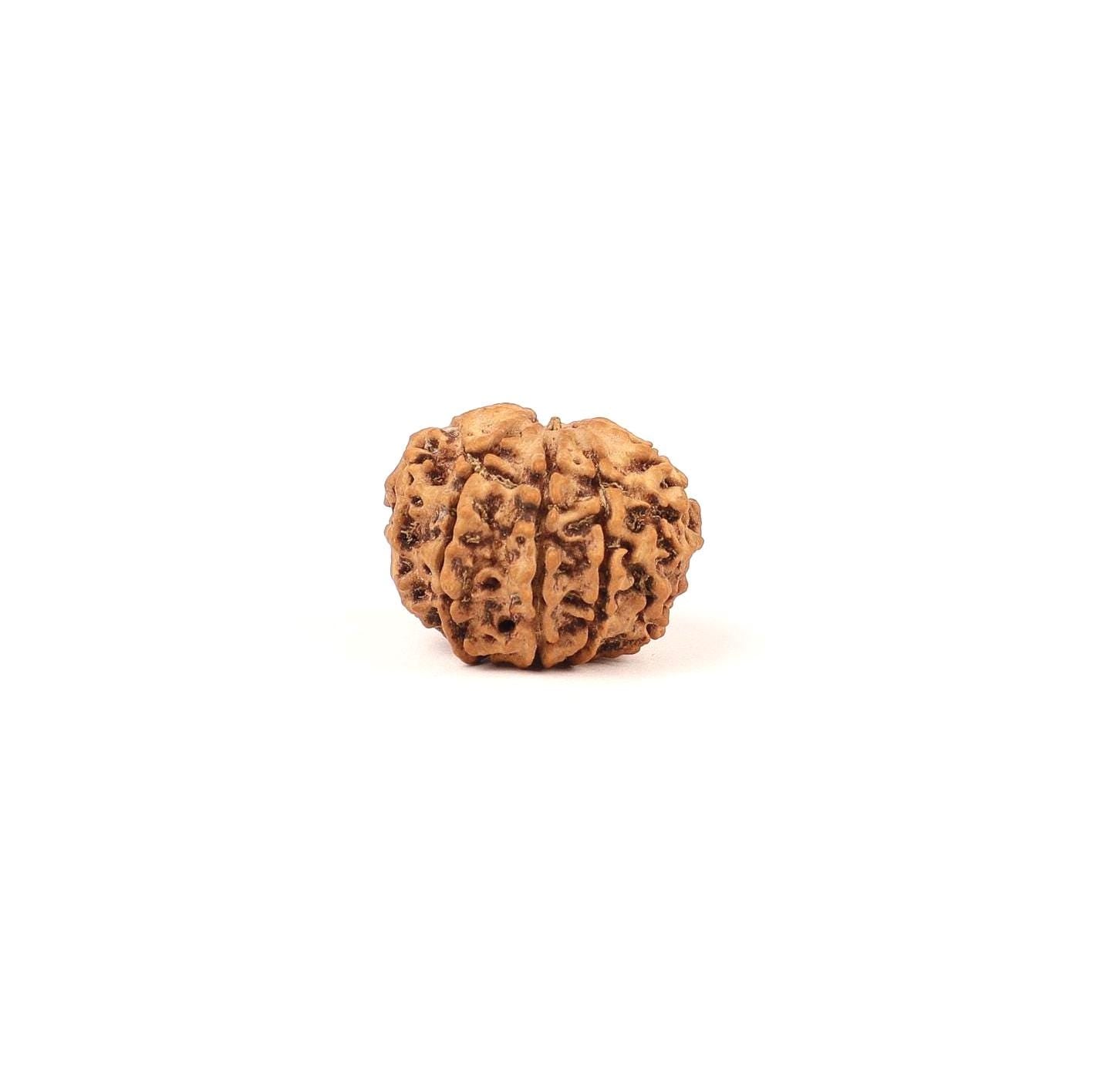 9 Mukhi Ma Dura Rudraksha Bead, Related To Sahasrara Crown Chakra, For Ketu Dosha