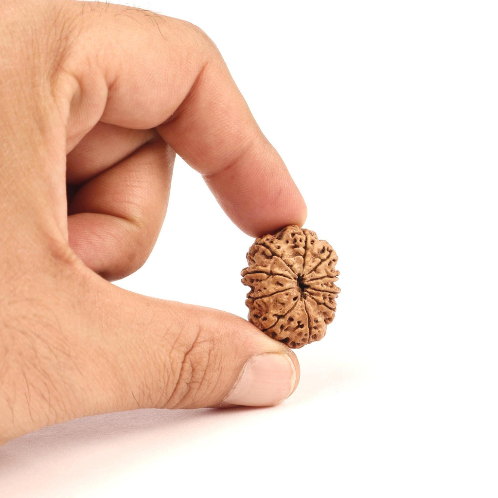 10 Mukhi Rudraksha Bead: Nepal, Lord Vishnu, Navagraha Protection