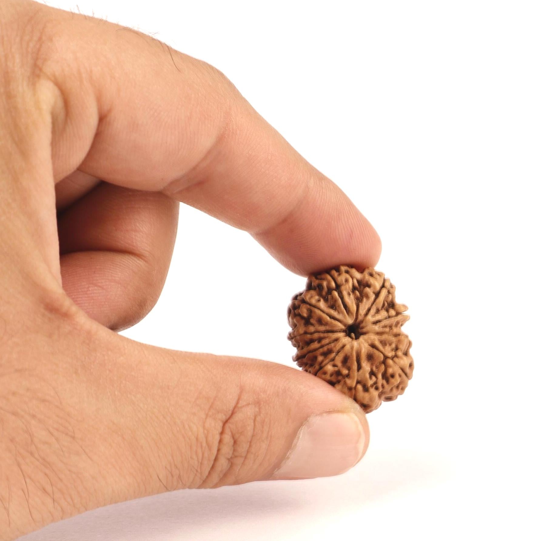 10 Mukhi Rudraksha Bead: Nepal, Lord Vishnu, Navagraha Protection
