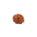 Nepali 14 Face Rudraksha Bead: Saturn & Hanuman Blessing