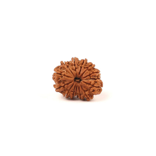 Single authentic brown Rudraksha bead isolated on a white background