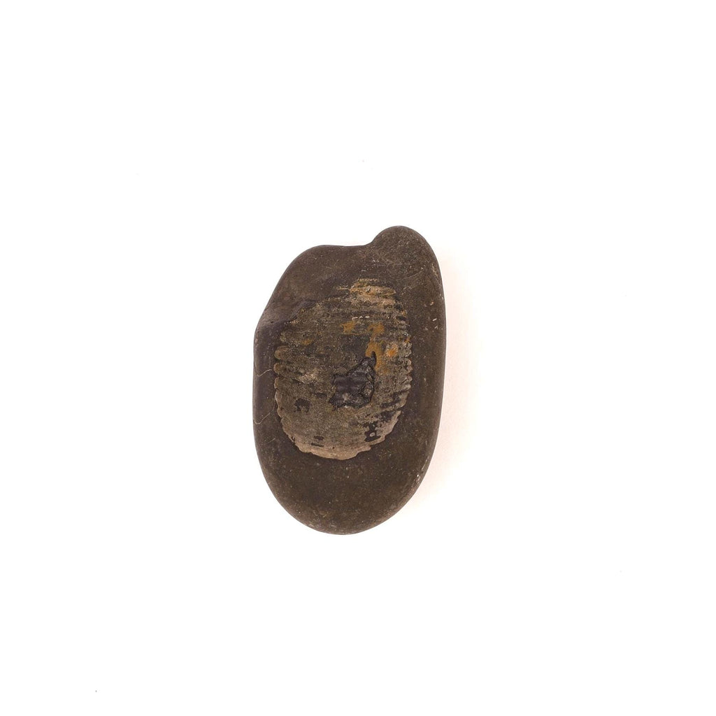 Sacred Buddha Foot Shaligram, Precious Stone From The Birth Place of Buddha