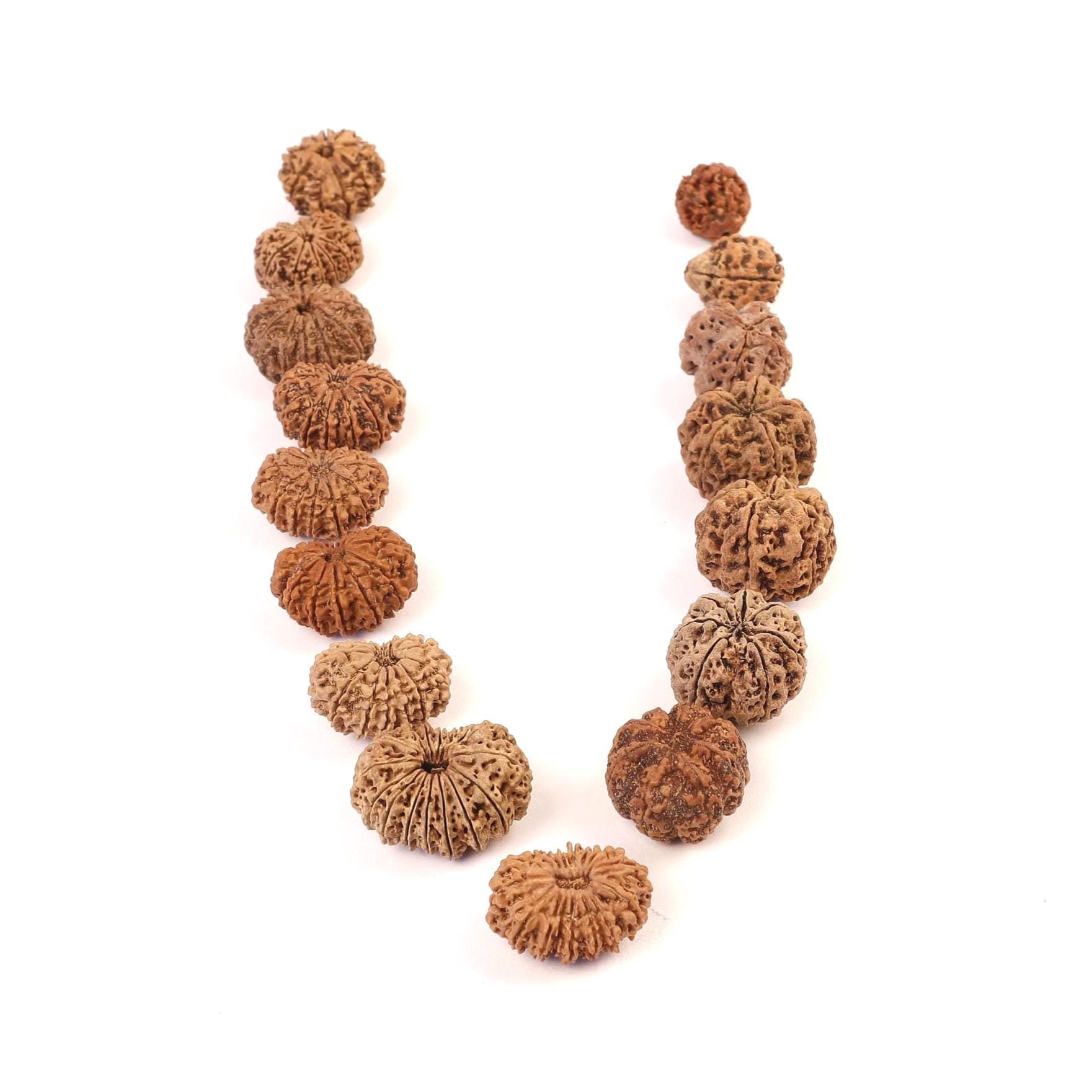 Rudraksha Siddha Mala, 2 to 17 Face Large Nepalese Beads, Made to Order