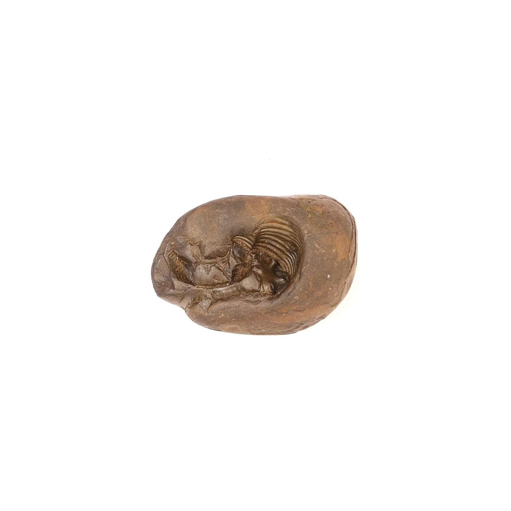 Ananta Naga Shaligram, Sheshnag Shaped Chakra Vishnu Stone