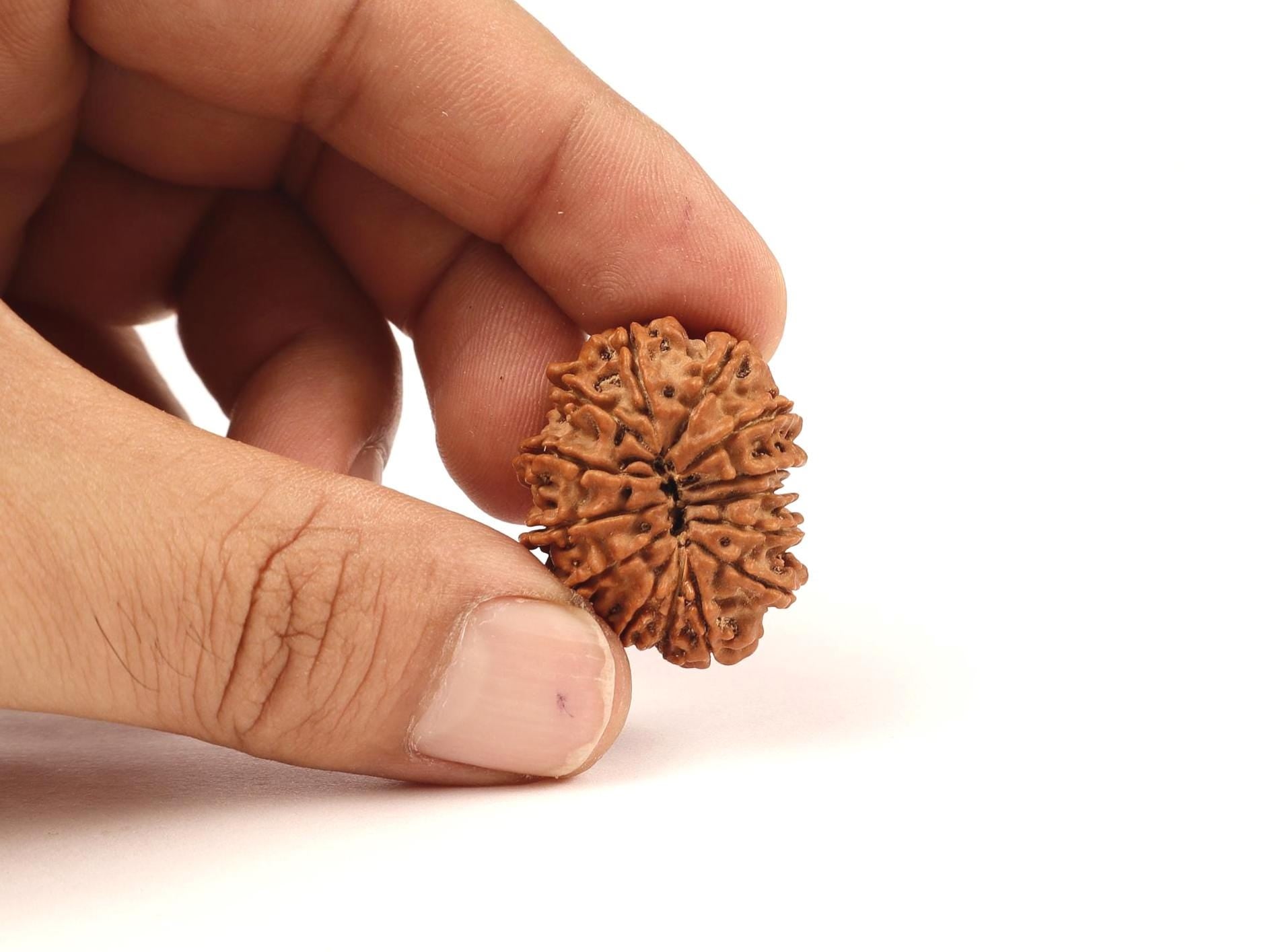 14 Face Natural Nepali Rudraksha Bead, Lord Hanuman