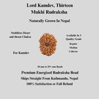 Nepali 13 Mukhi Rudraksha Beads, Lord Kamadeva