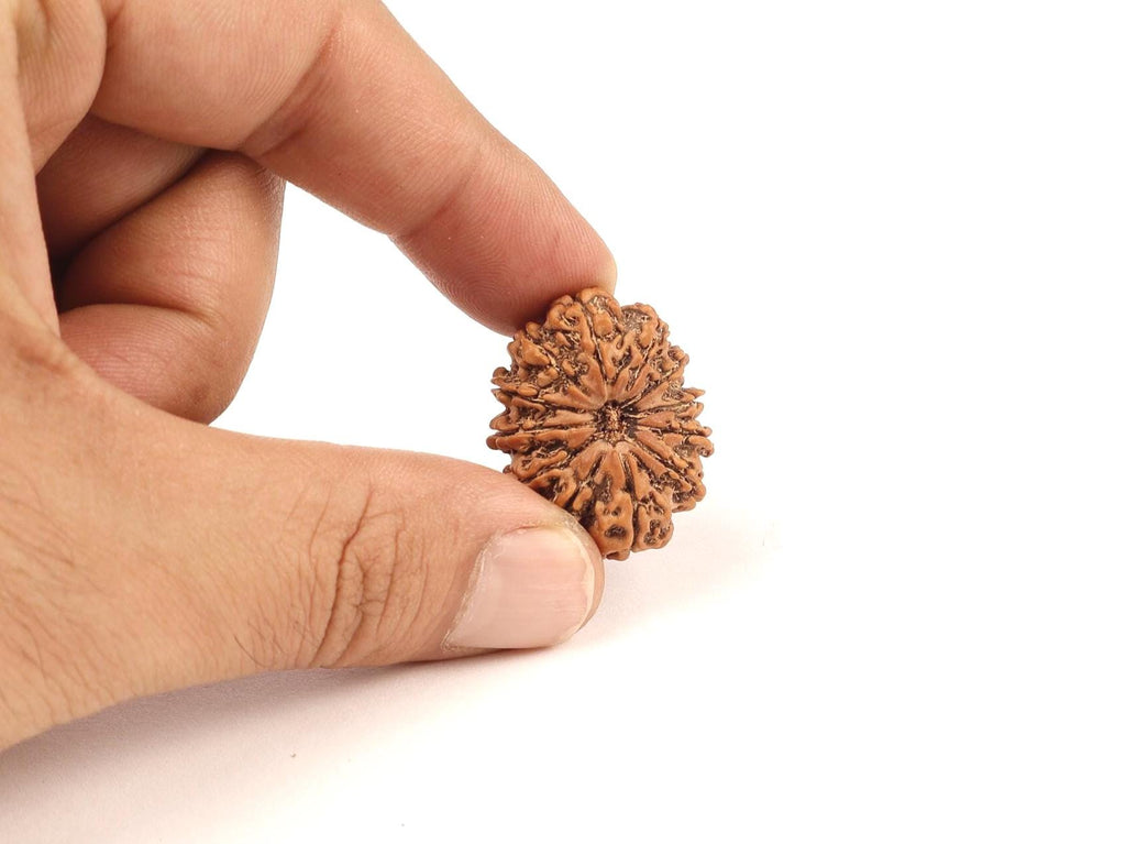 12 Mukhi Rudraksha Bead From Nepal