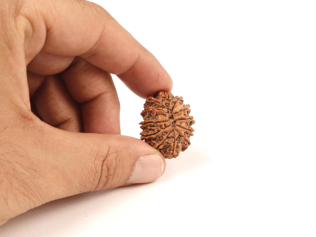 12 Mukhi Rudraksha Bead From Nepal