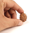 12 Mukhi Rudraksha Bead From Nepal