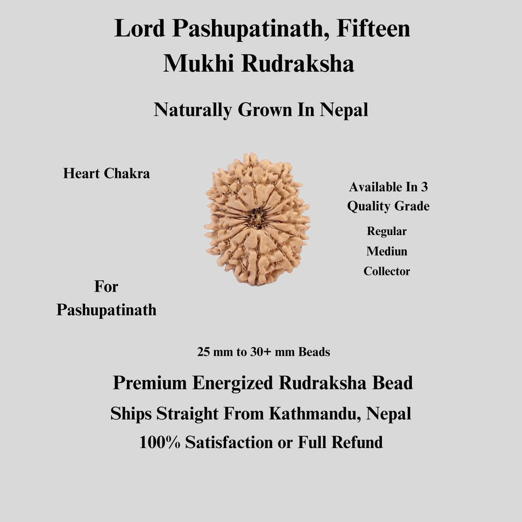 15 Mukhi Nepali Rudraksha Bead