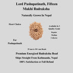 15 Mukhi Nepali Rudraksha Bead