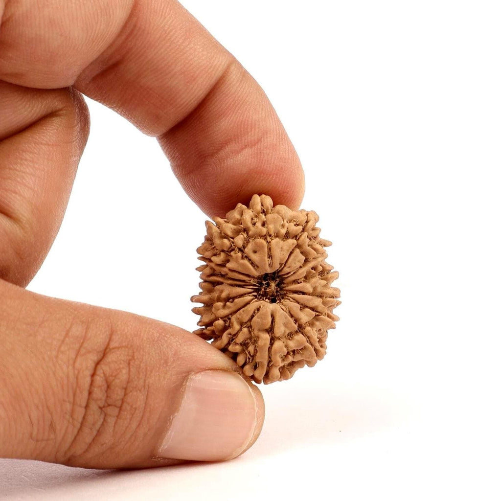 15 Mukhi Nepali Rudraksha Bead