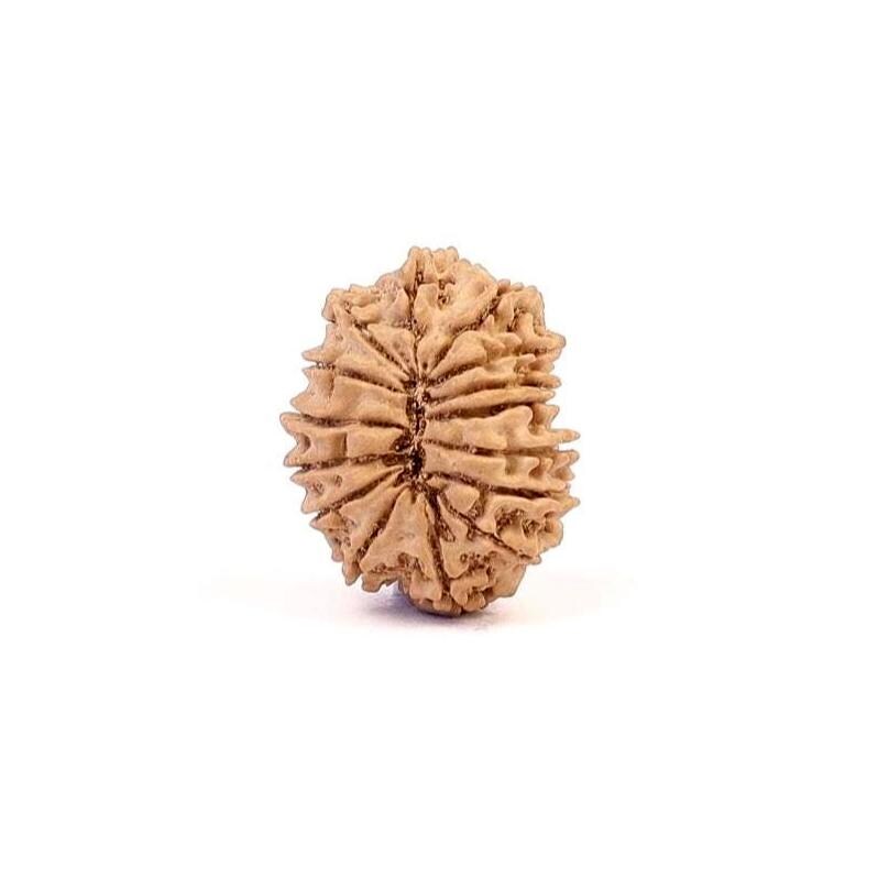 15 Mukhi Nepali Rudraksha Bead