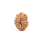 15 Mukhi Nepali Rudraksha Bead