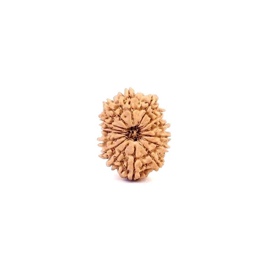 15 Mukhi Nepali Rudraksha Bead