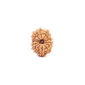 15 Mukhi Nepali Rudraksha Bead