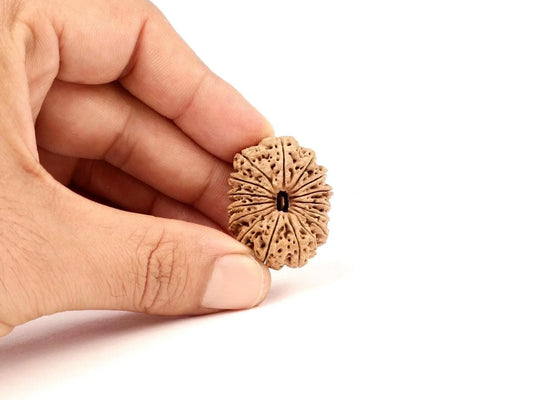 16 Mukhi Rudraksha Bead, Lord Ram And Mahamrityunjaya, Limited Pieces in Grades!