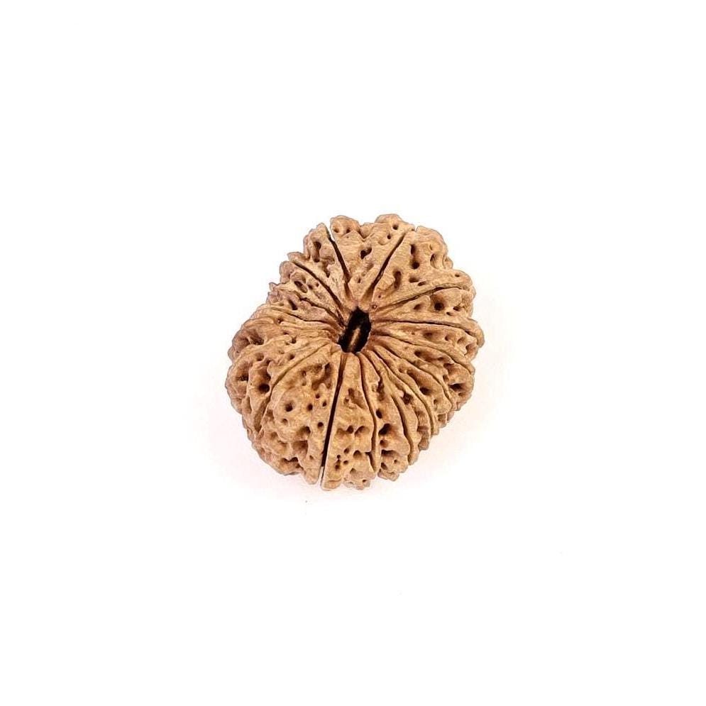 16 Mukhi Rudraksha Bead, Lord Ram And Mahamrityunjaya