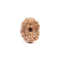 16 Mukhi Rudraksha Bead, Lord Ram And Mahamrityunjaya