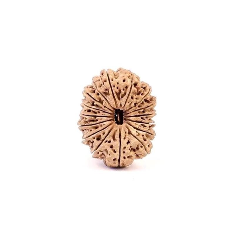 16 Mukhi Rudraksha Bead, Lord Ram And Mahamrityunjaya, Limited Pieces in Grades!