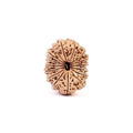 16 Mukhi Rudraksha Bead, Lord Ram And Mahamrityunjaya, Limited Pieces in Grades!