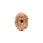 16 Mukhi Rudraksha Bead, Lord Ram And Mahamrityunjaya, Limited Pieces in Grades!