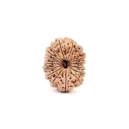 16 Mukhi Rudraksha Bead, Lord Ram And Mahamrityunjaya, Limited Pieces in Grades!