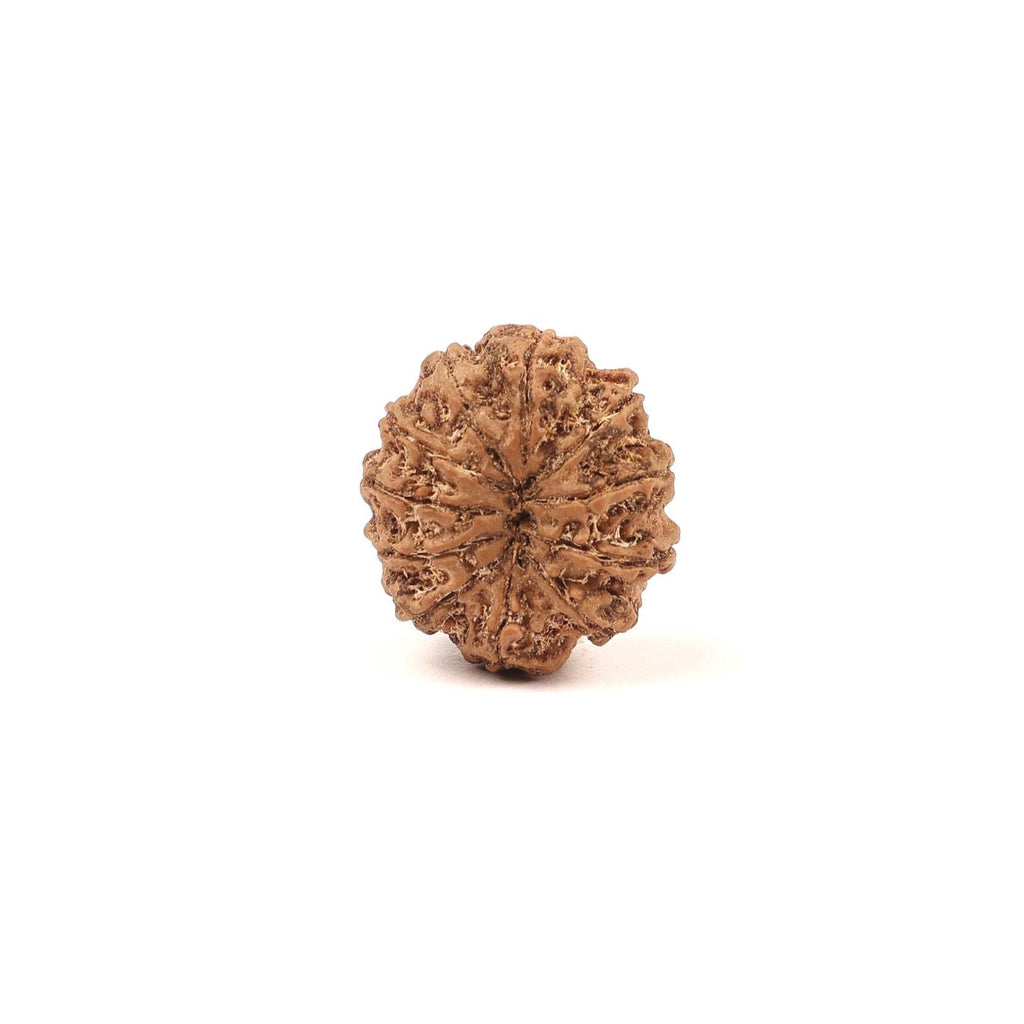 11 Mukhi Natural Rudraksha Bead, Original Nepali Rudraksha Blessed By Lord Hanuman