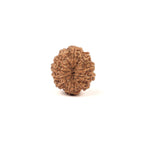 11 Mukhi Natural Rudraksha Bead, Original Nepali Rudraksha Blessed By Lord Hanuman