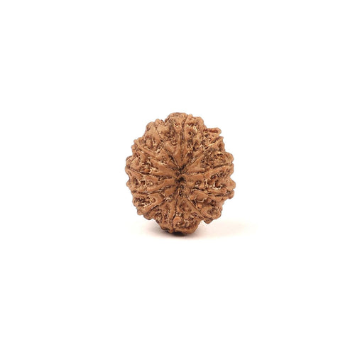 11 Mukhi Natural Rudraksha Bead, Original Nepali Rudraksha Blessed By Lord Hanuman