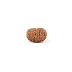 11 Mukhi Natural Rudraksha Bead, Original Nepali Rudraksha Blessed By Lord Hanuman