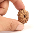 Certified Natural 10 Mukhi Rudraksha Beads, Nepal Origin