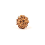 Nepali 9 Mukhi Natural Rudraksha Seed