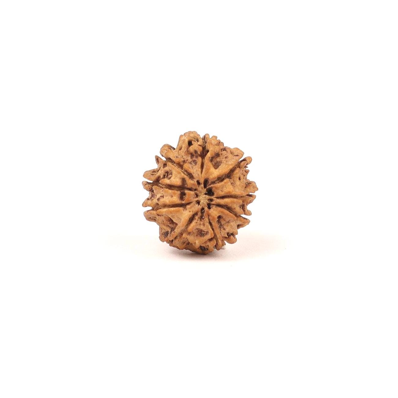 Nepali 9 Mukhi Natural Rudraksha Seed