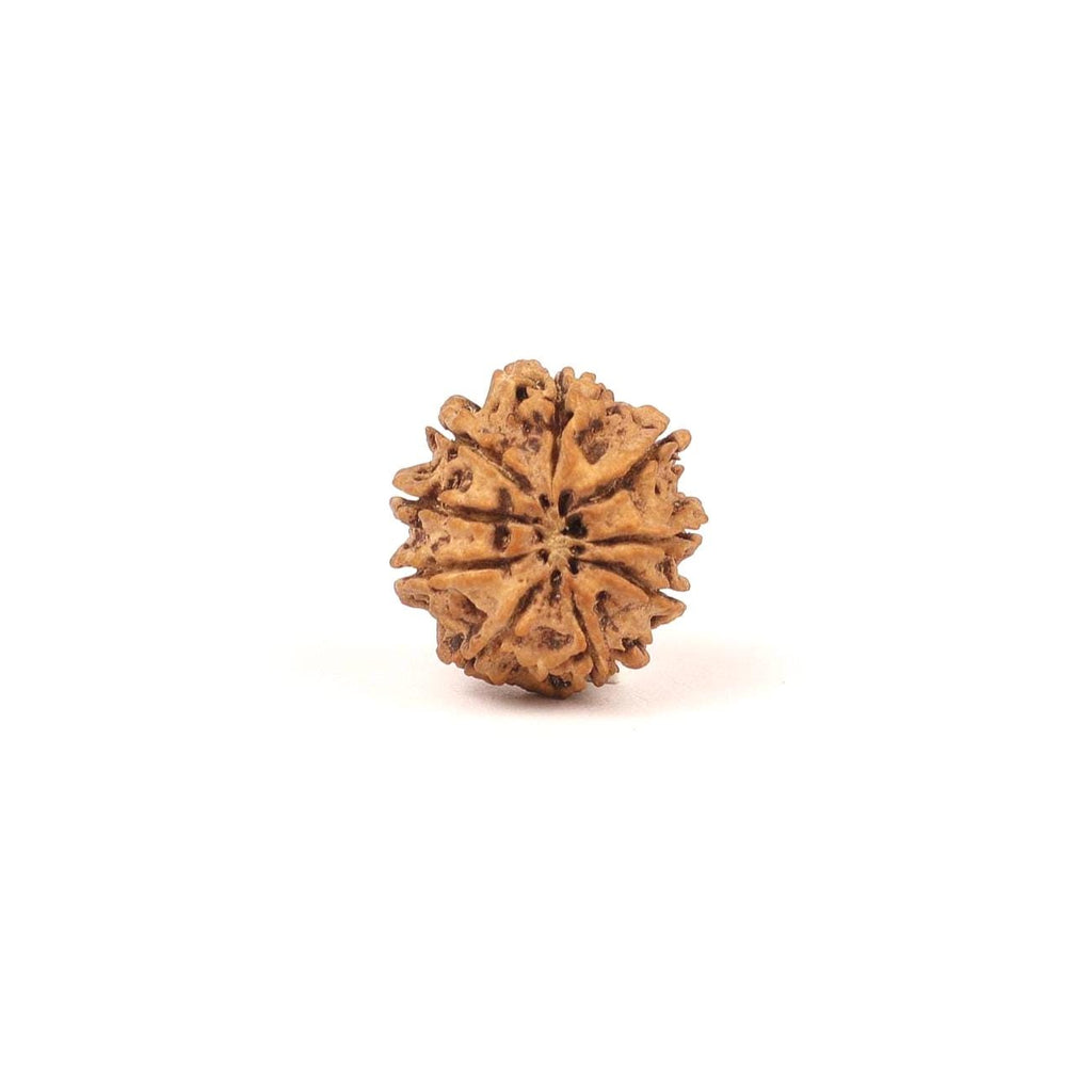 Nepali 9 Mukhi Natural Rudraksha Seed