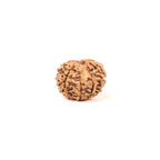 Nepali 9 Mukhi Natural Rudraksha Seed