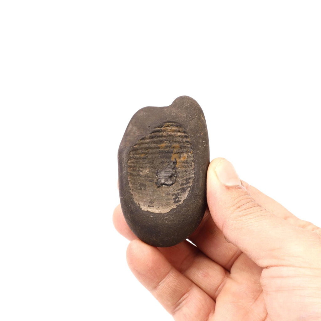 Sacred Buddha Foot Shaligram, Precious Stone From The Birth Place of Buddha