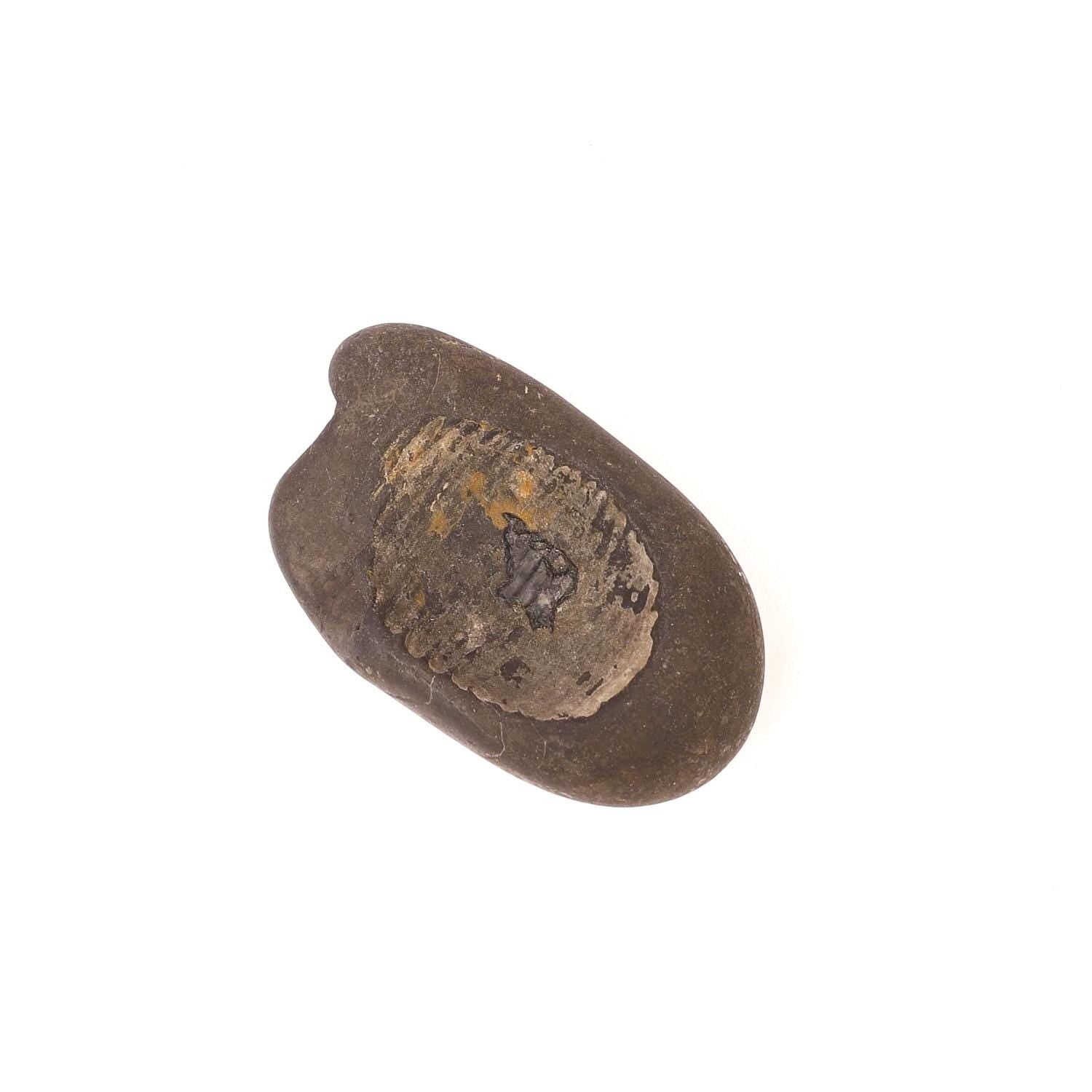 Sacred Buddha Foot Shaligram, Precious Stone From The Birth Place of Buddha