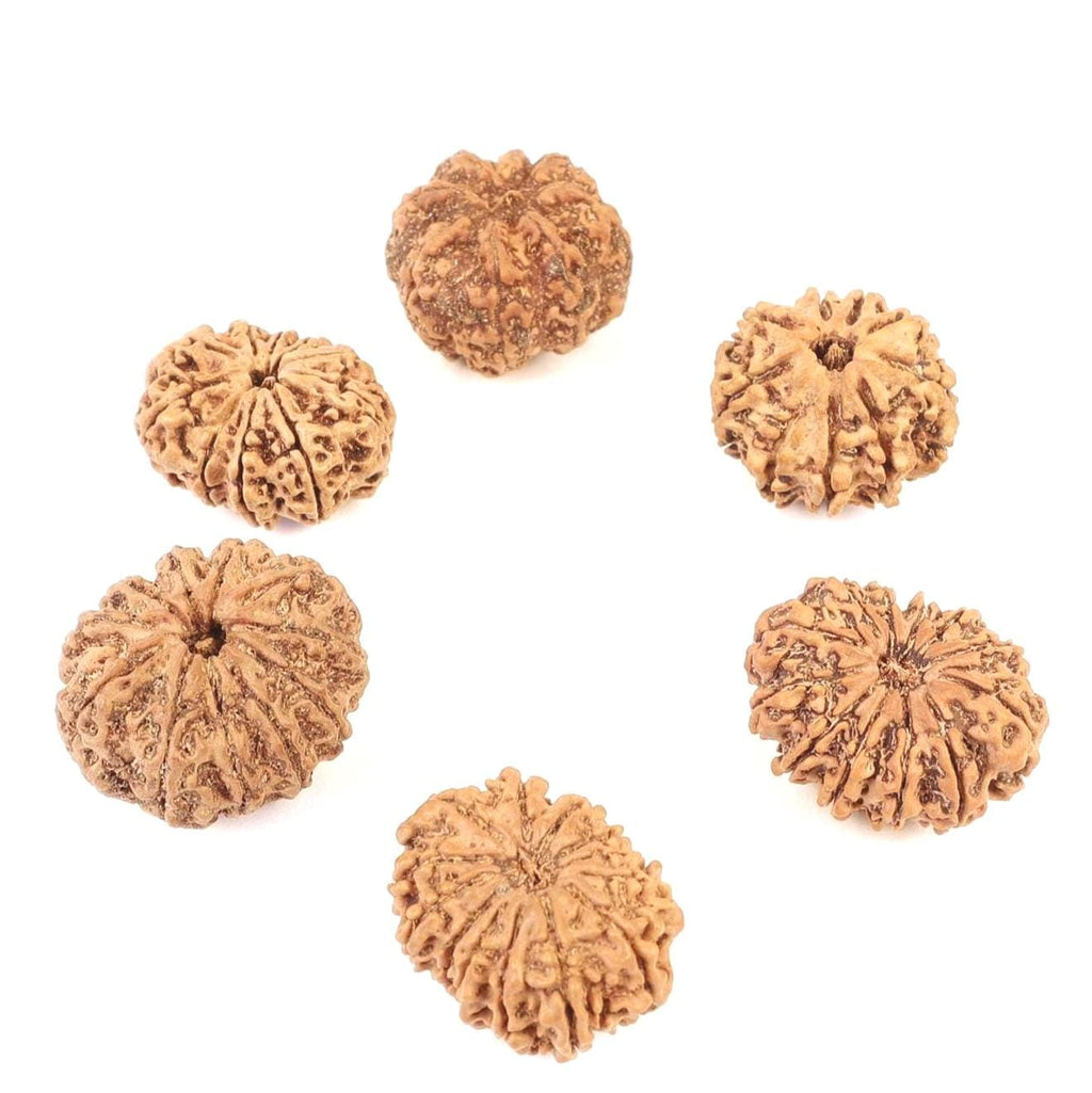 8 To 13 Mukhi Rudraksha Set, Make A Free Bracelet