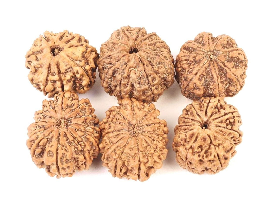 Tridev Protection Bracelet, 8 to 13 Mukhi Rudraksha Beads, Protection From Divine Forces