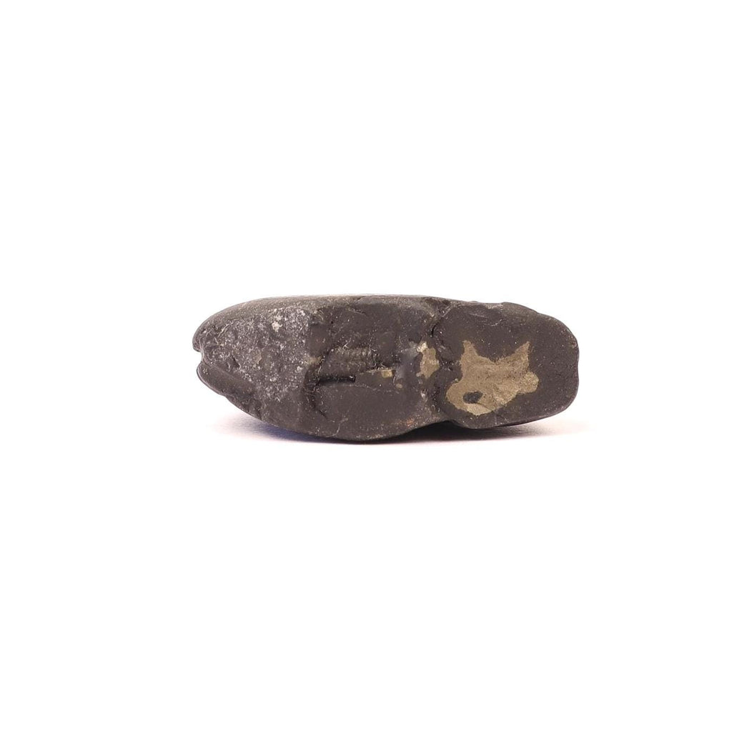 Ardha Nabhi Shila Shaligram | Rare Ardha Nabhi Vishnu Stone for Puja from Gandaki River Nepal, Meditation and Chakra Balance