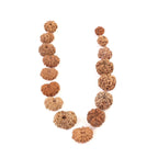 Rudraksha Siddha Mala, 2 to 17 Face Large Nepalese Beads, Made to Order