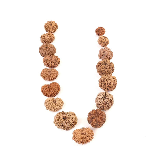 Rudraksha Siddha Mala, 2 to 17 Face Large Nepalese Beads, Made to Order